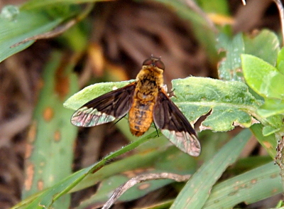 [This is a top-down view of the fly. It has two-toned wings. The portion closest to its body is brown while the rest of the wing is clear. The body of the fly is a fuzzy yellow-orange color with some brown patches in the center. It has large brown eyes at the front of its body. It's perched on a leaf with tears in it.]